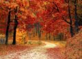 Ilustrācija: road, forest, fall, path, trail, trees, woods, foliage, leaves, autumn, season, seasonal, natural, landscape, scenic, nature, nature wallpaper, forest, fall, autumn, nature, nature, nature, nature, nature