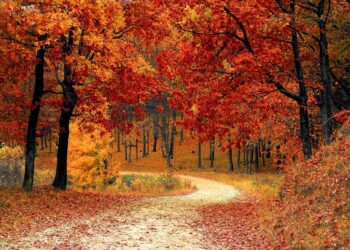 Ilustrācija: road, forest, fall, path, trail, trees, woods, foliage, leaves, autumn, season, seasonal, natural, landscape, scenic, nature, nature wallpaper, forest, fall, autumn, nature, nature, nature, nature, nature
