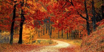 Ilustrācija: road, forest, fall, path, trail, trees, woods, foliage, leaves, autumn, season, seasonal, natural, landscape, scenic, nature, nature wallpaper, forest, fall, autumn, nature, nature, nature, nature, nature