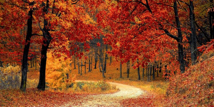 Ilustrācija: road, forest, fall, path, trail, trees, woods, foliage, leaves, autumn, season, seasonal, natural, landscape, scenic, nature, nature wallpaper, forest, fall, autumn, nature, nature, nature, nature, nature