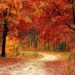 Ilustrācija: road, forest, fall, path, trail, trees, woods, foliage, leaves, autumn, season, seasonal, natural, landscape, scenic, nature, nature wallpaper, forest, fall, autumn, nature, nature, nature, nature, nature