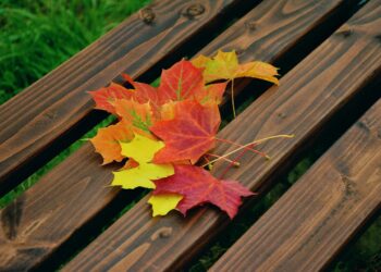 Ilustrācija: autumn leaves, maple leaves, autumn colors, foliage coloring, maple, fallen off, leaf coloring, nature, fall, leaves, park bench, park