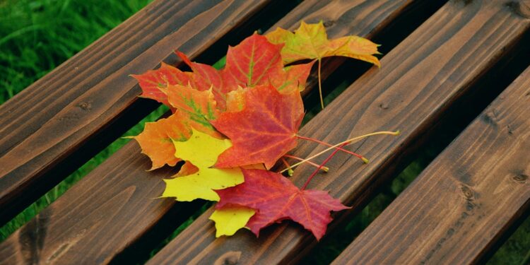 Ilustrācija: autumn leaves, maple leaves, autumn colors, foliage coloring, maple, fallen off, leaf coloring, nature, fall, leaves, park bench, park