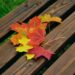 Ilustrācija: autumn leaves, maple leaves, autumn colors, foliage coloring, maple, fallen off, leaf coloring, nature, fall, leaves, park bench, park