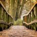 Ilustrācija: bridge, path, park, wooden bridge, trail, pedestrian bridge, railing, wood, trees, forest, nature, bridge, bridge, bridge, bridge, bridge, path, park, park, wood, forest, forest, forest, nature