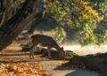Ilustrācija: sika deer, nara park, deer, mammals, autumn, japan, autumnal leaves, nature, autumn leaves, wild animals, animal, the world of animals