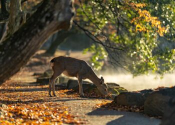 Ilustrācija: sika deer, nara park, deer, mammals, autumn, japan, autumnal leaves, nature, autumn leaves, wild animals, animal, the world of animals