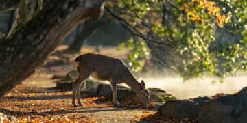 Ilustrācija: sika deer, nara park, deer, mammals, autumn, japan, autumnal leaves, nature, autumn leaves, wild animals, animal, the world of animals