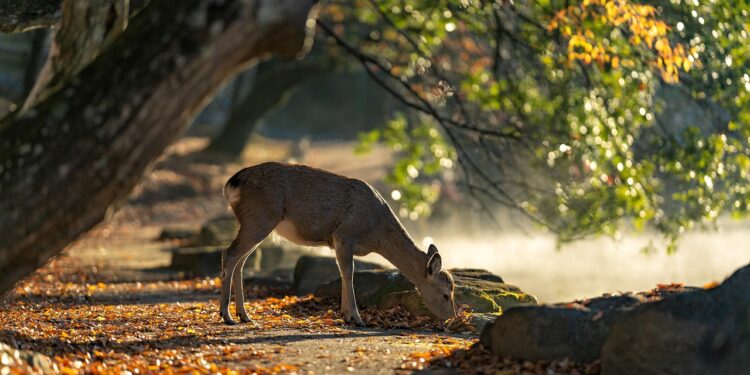 Ilustrācija: sika deer, nara park, deer, mammals, autumn, japan, autumnal leaves, nature, autumn leaves, wild animals, animal, the world of animals