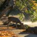 Ilustrācija: sika deer, nara park, deer, mammals, autumn, japan, autumnal leaves, nature, autumn leaves, wild animals, animal, the world of animals