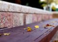 Ilustrācija: bench, autumn, park, nature, leaves