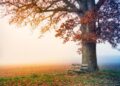 Ilustrācija: tree, park bench, autumn, fall season, fall, desktop backgrounds, fog, foggy landscape, nature, beautiful wallpaper, field, nature wallpaper, meadow, hiding, windows wallpaper, bench, view, wallpaper hd, nature background, wallpaper 4k, leaves, free background, foggy, laptop wallpaper, golden, full hd wallpaper, magic, hd wallpaper, 4k wallpaper 1920x1080, beautiful nature, cool backgrounds, 4k wallpaper, mac wallpaper, rest, free wallpaper, relaxation, desktop, wallpaper