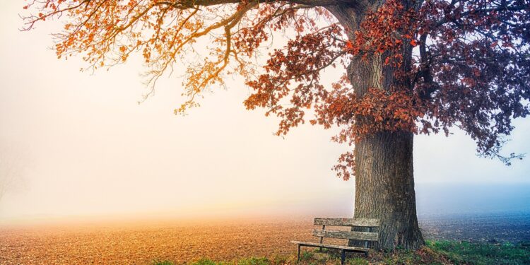 Ilustrācija: tree, park bench, autumn, fall season, fall, desktop backgrounds, fog, foggy landscape, nature, beautiful wallpaper, field, nature wallpaper, meadow, hiding, windows wallpaper, bench, view, wallpaper hd, nature background, wallpaper 4k, leaves, free background, foggy, laptop wallpaper, golden, full hd wallpaper, magic, hd wallpaper, 4k wallpaper 1920x1080, beautiful nature, cool backgrounds, 4k wallpaper, mac wallpaper, rest, free wallpaper, relaxation, desktop, wallpaper