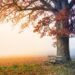 Ilustrācija: tree, park bench, autumn, fall season, fall, desktop backgrounds, fog, foggy landscape, nature, beautiful wallpaper, field, nature wallpaper, meadow, hiding, windows wallpaper, bench, view, wallpaper hd, nature background, wallpaper 4k, leaves, free background, foggy, laptop wallpaper, golden, full hd wallpaper, magic, hd wallpaper, 4k wallpaper 1920x1080, beautiful nature, cool backgrounds, 4k wallpaper, mac wallpaper, rest, free wallpaper, relaxation, desktop, wallpaper