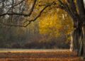 Ilustrācija: trees, fall, autumn leaves, landscape, leaves, leaves in the autumn, branches, avenue, park, nature, autumn leaves, landscape, leaves, park, park, park, park, park, nature, nature