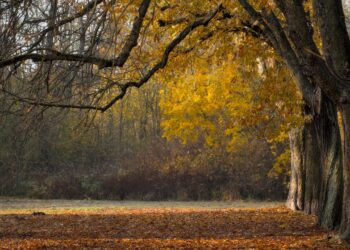 Ilustrācija: trees, fall, autumn leaves, landscape, leaves, leaves in the autumn, branches, avenue, park, nature, autumn leaves, landscape, leaves, park, park, park, park, park, nature, nature