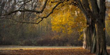Ilustrācija: trees, fall, autumn leaves, landscape, leaves, leaves in the autumn, branches, avenue, park, nature, autumn leaves, landscape, leaves, park, park, park, park, park, nature, nature