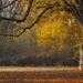 Ilustrācija: trees, fall, autumn leaves, landscape, leaves, leaves in the autumn, branches, avenue, park, nature, autumn leaves, landscape, leaves, park, park, park, park, park, nature, nature
