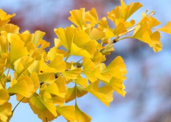 Ilustrācija: fall, ginko, season, autumn colors, fall season, autumn leaves, leaves, park, tree, landscape, nature, heaven, october, arboretum, botany, flora, fan leaves, fall, ginko, leaves, landscape, landscape, nature, nature, nature, nature, nature, heaven, heaven