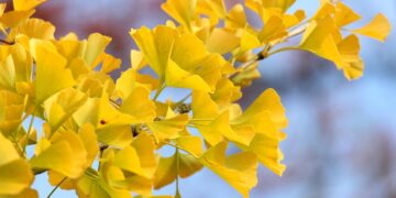 Ilustrācija: fall, ginko, season, autumn colors, fall season, autumn leaves, leaves, park, tree, landscape, nature, heaven, october, arboretum, botany, flora, fan leaves, fall, ginko, leaves, landscape, landscape, nature, nature, nature, nature, nature, heaven, heaven