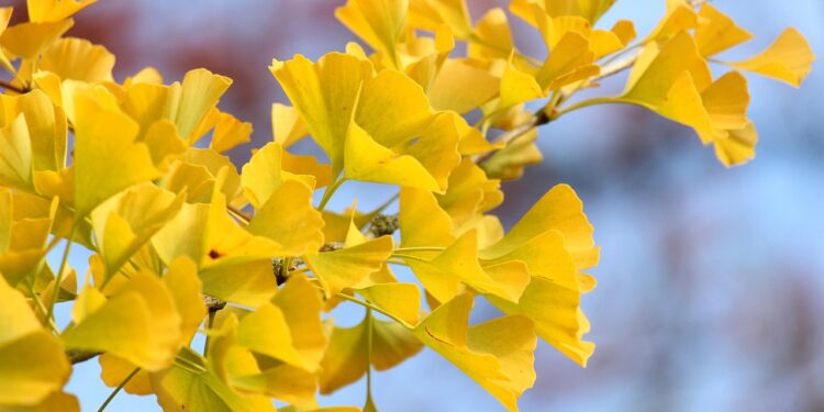 Ilustrācija: fall, ginko, season, autumn colors, fall season, autumn leaves, leaves, park, tree, landscape, nature, heaven, october, arboretum, botany, flora, fan leaves, fall, ginko, leaves, landscape, landscape, nature, nature, nature, nature, nature, heaven, heaven