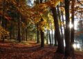 Ilustrācija: autumn, forest, lake, fall, nature, leaves, trees, country, park