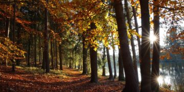 Ilustrācija: autumn, forest, lake, fall, nature, leaves, trees, country, park