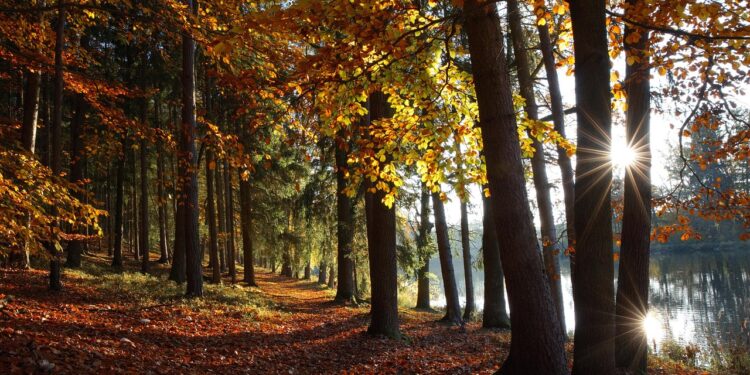 Ilustrācija: autumn, forest, lake, fall, nature, leaves, trees, country, park