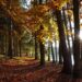 Ilustrācija: autumn, forest, lake, fall, nature, leaves, trees, country, park