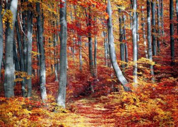 Ilustrācija: fall, forest, colorful, season, woods, trees, nature, landscape, autumn, outdoor, leaves, foliage, fall, fall, fall, forest, forest, autumn, autumn, autumn, autumn, autumn