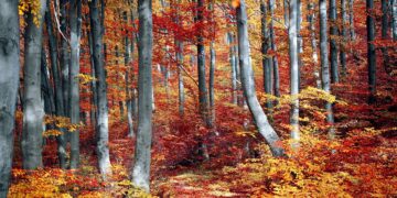 Ilustrācija: fall, forest, colorful, season, woods, trees, nature, landscape, autumn, outdoor, leaves, foliage, fall, fall, fall, forest, forest, autumn, autumn, autumn, autumn, autumn