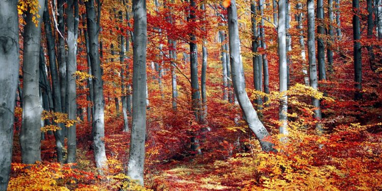 Ilustrācija: fall, forest, colorful, season, woods, trees, nature, landscape, autumn, outdoor, leaves, foliage, fall, fall, fall, forest, forest, autumn, autumn, autumn, autumn, autumn