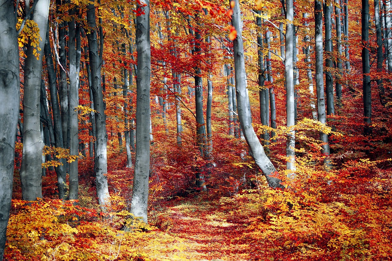Ilustrācija: fall, forest, colorful, season, woods, trees, nature, landscape, autumn, outdoor, leaves, foliage, fall, fall, fall, forest, forest, autumn, autumn, autumn, autumn, autumn