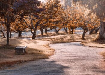 Ilustrācija: park, path, trees, leaves, nature, autumn, sunshine, fall, outdoors