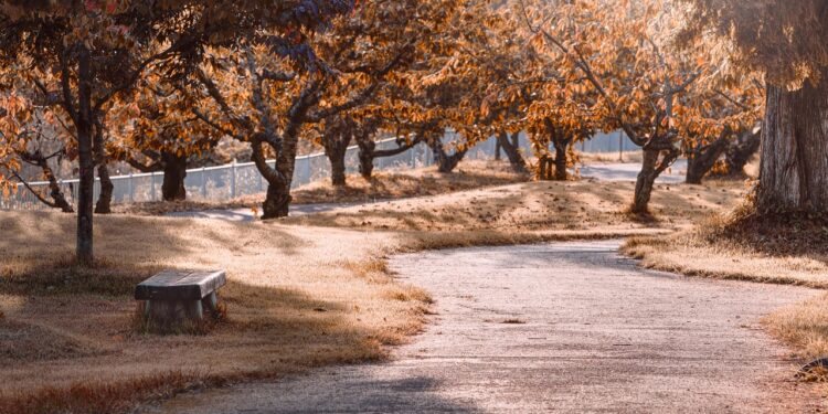 Ilustrācija: park, path, trees, leaves, nature, autumn, sunshine, fall, outdoors