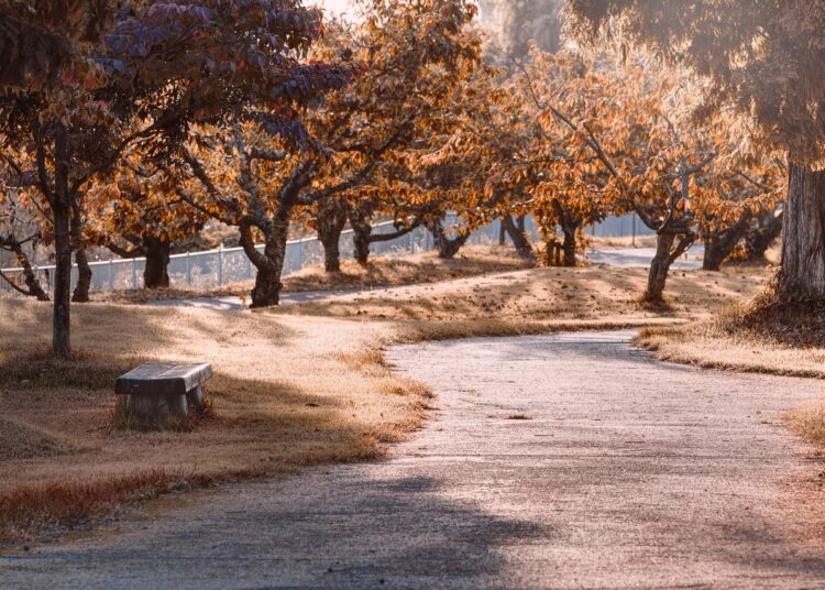 Ilustrācija: park, path, trees, leaves, nature, autumn, sunshine, fall, outdoors