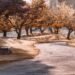 Ilustrācija: park, path, trees, leaves, nature, autumn, sunshine, fall, outdoors