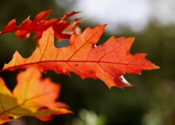 Ilustrācija: oak leaf, leaf, oak, red leaf, autumn leaves, leaf veins, leaf structure, foliage, autumn, nature, fall