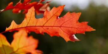 Ilustrācija: oak leaf, leaf, oak, red leaf, autumn leaves, leaf veins, leaf structure, foliage, autumn, nature, fall