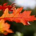 Ilustrācija: oak leaf, leaf, oak, red leaf, autumn leaves, leaf veins, leaf structure, foliage, autumn, nature, fall